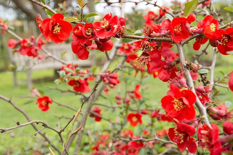 به ژاپنی